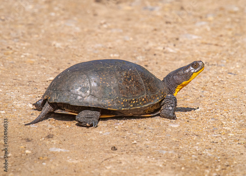 Female Blanding's Turtle