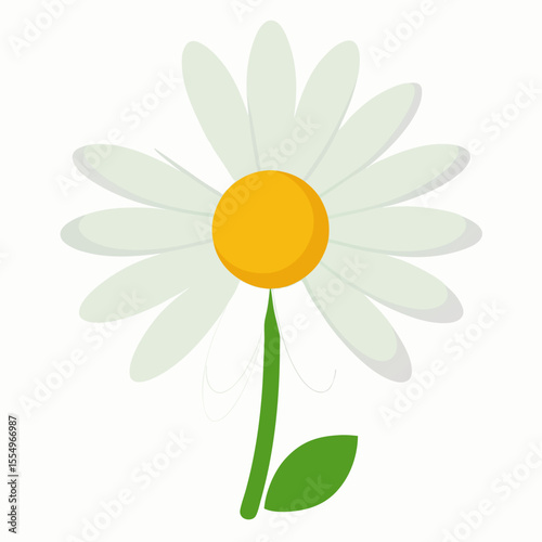 daisy flower isolated on white