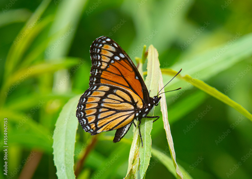 Fototapeta premium Viceroy Butterfly on a Willow Leaf