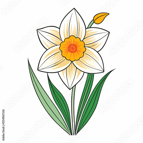 narcissus flower isolated