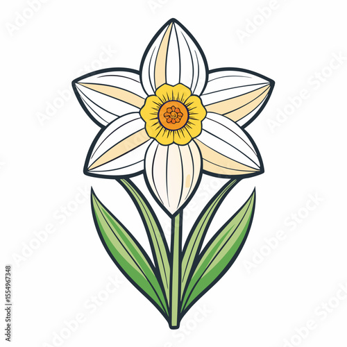 narcissus flower isolated 