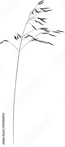 Field and meadow grasses, black outline, template for packaging and product cover. Sketch of medicinal plants, vector flat cartoon drawing.	
