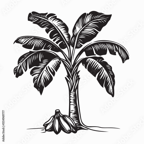 Banana Tree Vector Images. Ripe Banana Vector Illustration on white background.