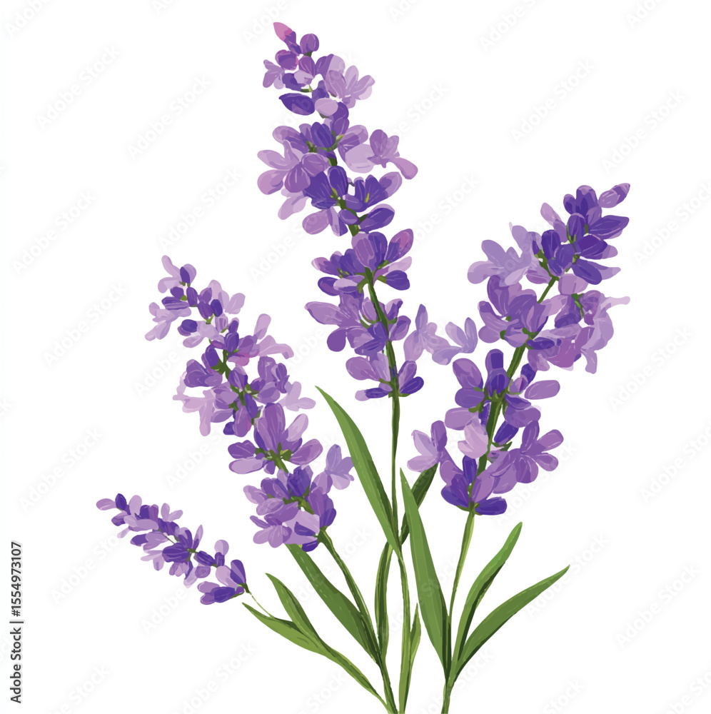 Fototapeta premium Lavender Flower Stems with Green Leaves – Detailed Botanical Vector on White Background
