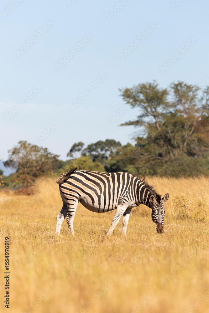 Obraz premium zebra in the savannah