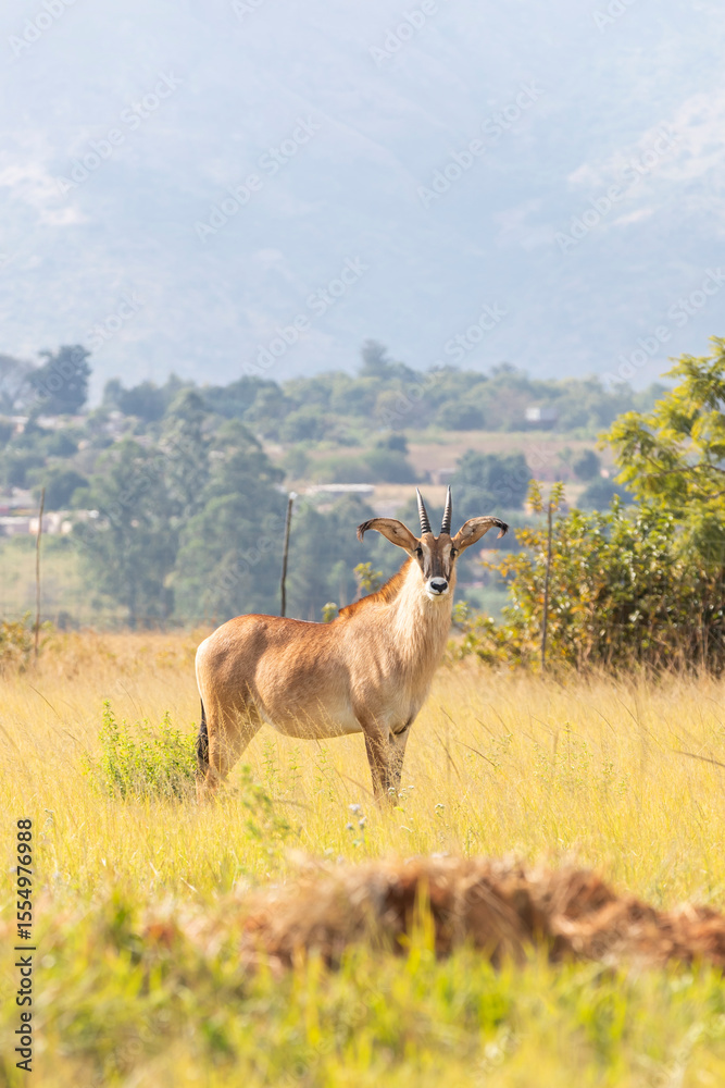 Fototapeta premium Roan antelope in Mlilwane National Park, Eswatini
