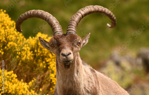 macho montes en la sierra de gredos