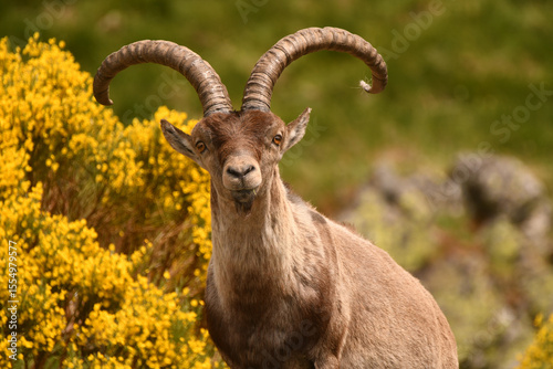 macho montes en la sierra de gredos
