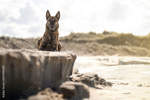 Foto Dutch shepherd portrait on the beach