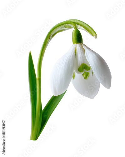 Snowdrop, isolated on a white background, 