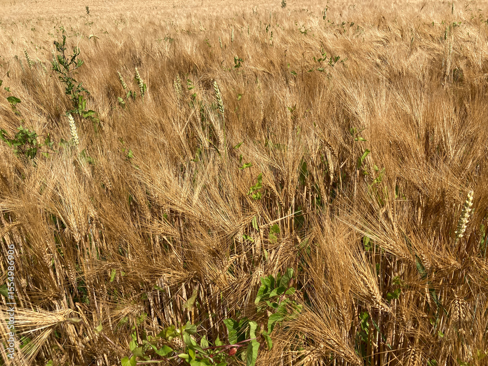 Fototapeta premium a rye field