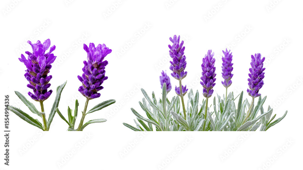 Fototapeta premium Architecture visualization 2D plans top view lavender plant plants set ,architecture layout set of plants rendered from the top view, 3D illustration, for digital composition, Architecture elements