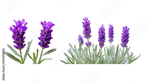 Architecture visualization 2D plans top view lavender plant plants set ,architecture layout set of plants rendered from the top view, 3D illustration, for digital composition, Architecture elements