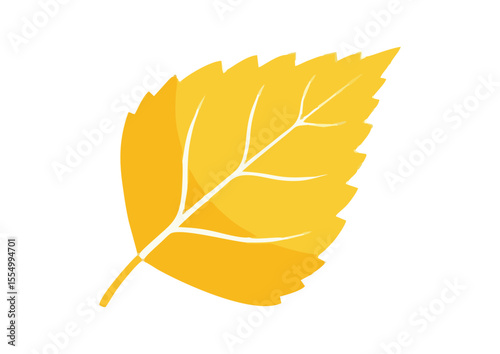 Bright yellow birch leaf with defined veins for autumn decoration and natural themes