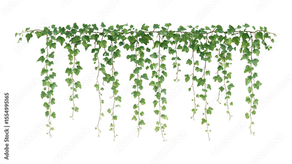 Fototapeta premium ivy leaves corner and straight vines isolated, 3d creeper hanging PNG, green creeper vines realistic PNG