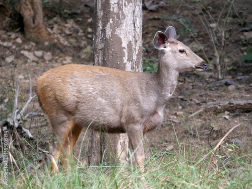 A deer at the Ranthambore National Park, Rajasthan, India
