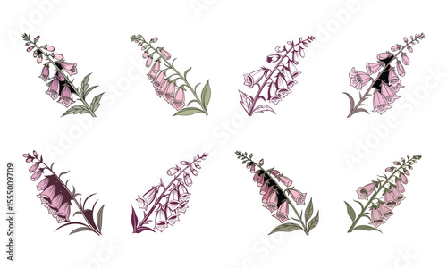 Elegant pink foxglove flower bundle collection botanical hand drawn digital illustration art