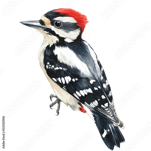 Woodpecker, watercolor drawing vector, isolated on a white background.