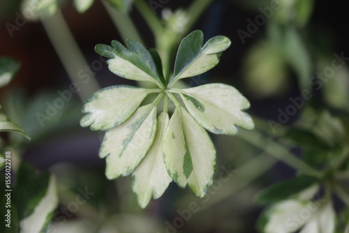 Schefflera arboricola Janine Szeflera drzewiasta