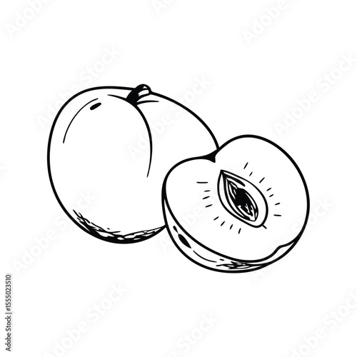 Hand drawn sketch of a whole peach and a half peach illustration