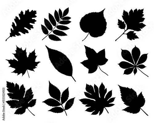 Set of black leaf silhouettes isolated on white background, collection of various tree leaves for botanical design, autumn decoration, nature illustration or eco-themed artwork