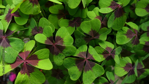 Glücksklee, Oxalis
