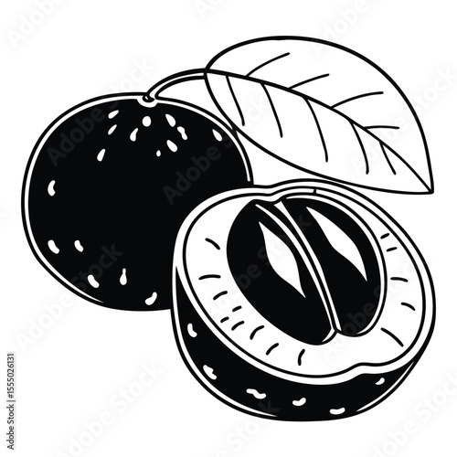 Sapodilla fruit black and white vector illustration with leaf and halved fruit