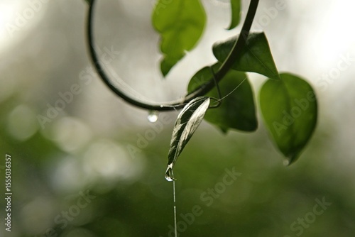 Blurred greenish background in early morning light, green branch of plant wrapped with dew drops