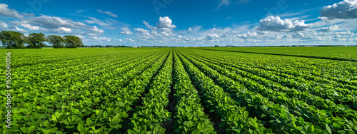 Aerial view of lush green soybean field with tree rows, blue sky, white clouds, sustainable agriculture, precision planting, and vibrant foliage in high detail.