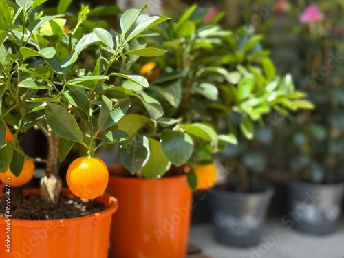 Tableau sur toile Orange citrus fruits grow on a small citrus tree