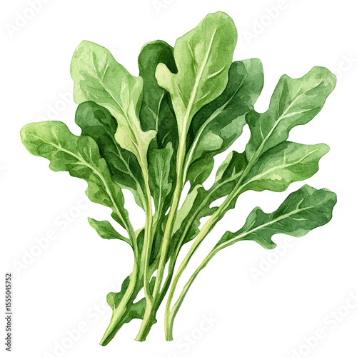 Fresh rocket arugula lettuce leaves in watercolor botanical illustration style.