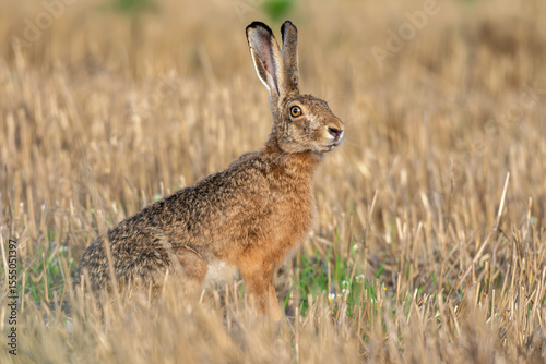Wild rabbit in the agriculture field