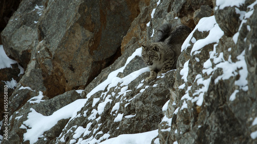 Photography Snow Leopard Perched on Rocky Terrain A Majestic Feline in Its Natural Habitat A