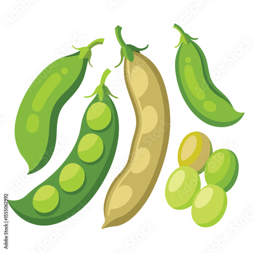 six broad beans vegetable separately set  isolated  on white background