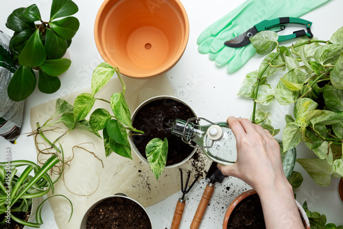 Billede på lærred Woman watering pothos plant, practicing indoor plant care and promoting healthy green growth