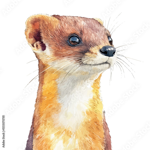 watercolor vector of Weasel Close Up, isolated on a white background.