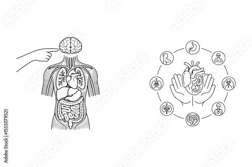 Human Anatomy Illustration Showing Brain Heart Lungs Stomach Intestines Kidneys Hand Pointing at