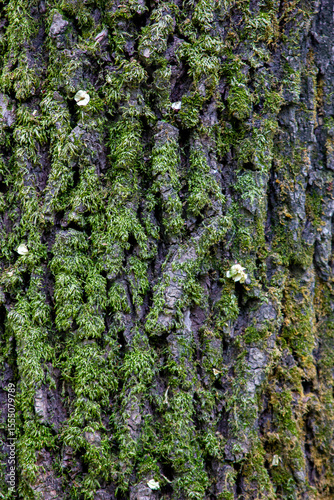 Close-up of tree trunk and bark