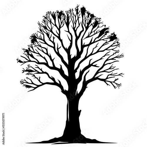 Silhouette of a deciduous tree