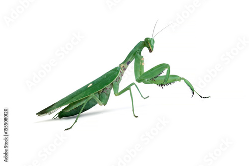 The praying mantis isolated on white, green mantis front view