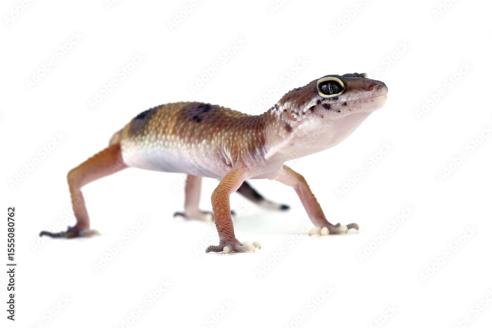 Naklejka premium Baby leopard gecko lizard isolated on white, gecko lizard seen from behind, Eublepharis macularius