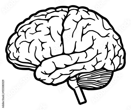 Minimilist illustration of a human brain anatomy with visible lobes and detailed convolutions in black and white style vector
