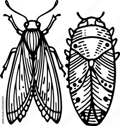 Detailed cicada insect illustration black and white outline of adult and nymph forms, entomology, natural science design