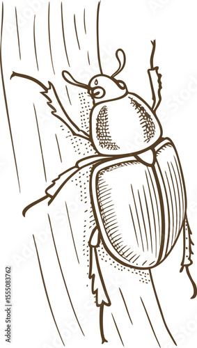 Beetle insect detailed sketch on tree bark vintage hand drawn bug illustration with natural wood texture