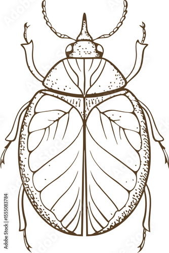 Detailed beetle line drawing vintage entomology illustration featuring insect anatomy, legs, wings, nature science design