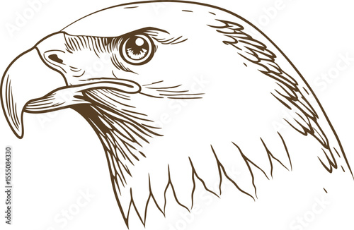 Eagle head sketch illustration on white majestic bird of prey detailed line drawing, symbol of strength and freedom