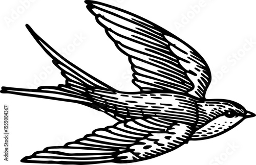 Swallow bird flying with outstretched wings hand drawn black and white sketch, vintage detailed illustration