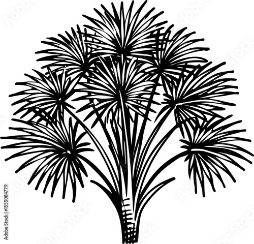 Papyrus plant sketch hand drawn botanical illustration of cyperus papyrus with spiky leaves in black on white
