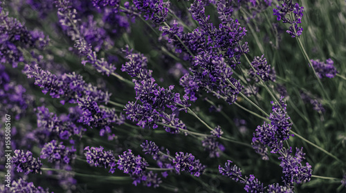 Happy woman sitting in lavender field contemplating and relaxing