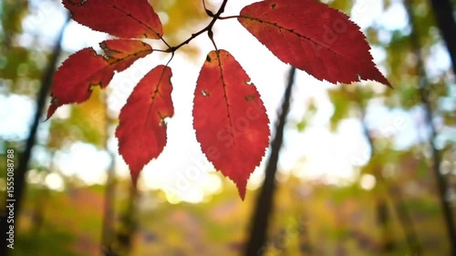 Autumn’s Final Hold: A Cinematic Focus on the Last Leaf